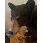 ONLINE AUCTION - TAXIDERMY IMAPALAS  BEARS ZEBRAS