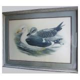 1865 Orig Tinted Litho of Sea Gulls by Gould & Richter