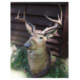 s Michigan White Tail Taxidermy Mount