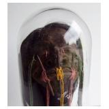 Closeup of Shrunken Head - South Seas Sailors Souvenir