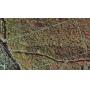 46.62 Acres with Mineral Rights Sold Absolute