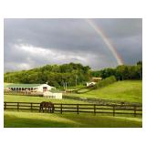 36 Acre Gentleman's Horse Farm, Horses & Contents