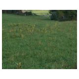 Gentle rolling land
