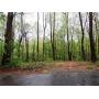 Residential Land Auction