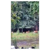 Deer Haven