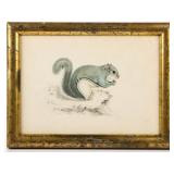 Watercolor and pencil on Whatman paper drawing of a squirrel, in the manner of John James Audubon...