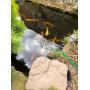 Merrick Live Koi Fish