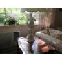 Manhasset it's all up for Auction