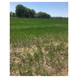 WHite Pole is North west corner