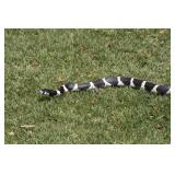This King Snake is not for sale, but is one of the other magnificent things we see