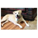 RAFFI is in need of a new loving home.