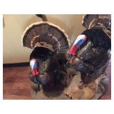 Turkey Taxidermy