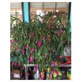 100 year old Christmas Cactus