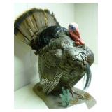 Wild Turkey Mount