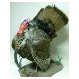Wild Turkey Mount