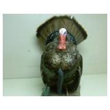 Wild Turkey Mount