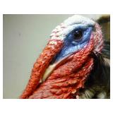 Wild Turkey Mount