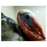 Wild Turkey Mount