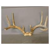 Deer Antler