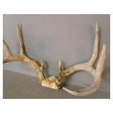 Deer Antler