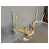 Deer Antler