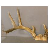Deer Antler