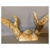 Deer Antler