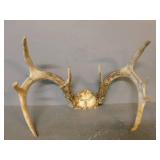 Deer Antler