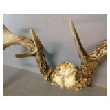 Deer Antler