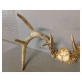 Deer Antler