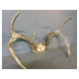 Deer Antler