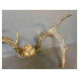 Deer Antler