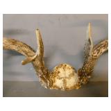 Deer Antler