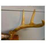 Deer Antler
