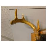 Deer Antler