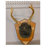 Deer Antler