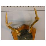 Deer Antler