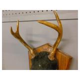 Deer Antler