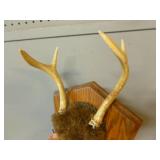 Deer Antler