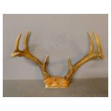Deer Antler