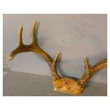 Deer Antler