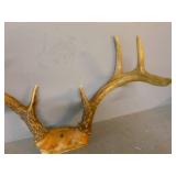 Deer Antler
