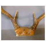 Deer Antler