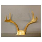 Deer Antler