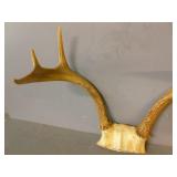 Deer Antler