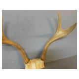 Deer Antler