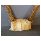 Deer Antler