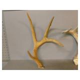 Antler Sheds