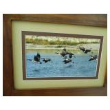 Duck Pictures