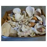 Seashells